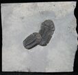 Double Eldredgeops Trilobite Specimen - New York #12235-2